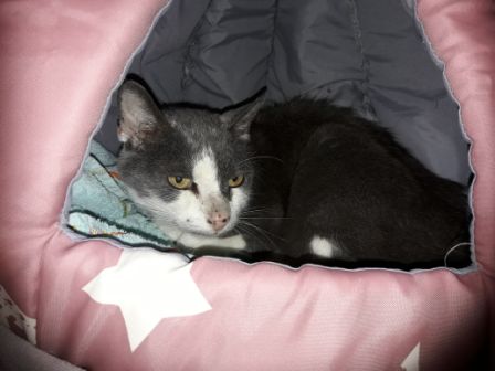 Katze, Hopfgarten (9/20)