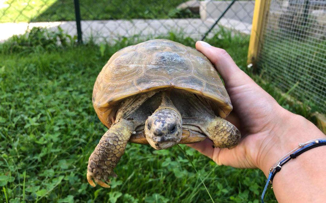 Schildkröte, Innsbruck(09/20)