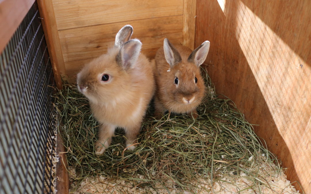 Cookie & Sugar