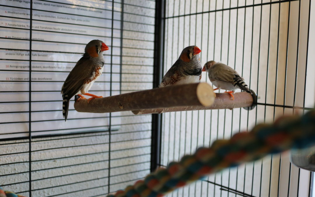 Tick, Trick & Track
