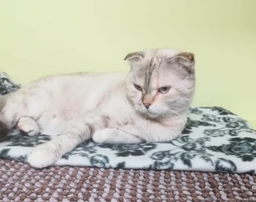 Katze, Innsbruck(09/20)