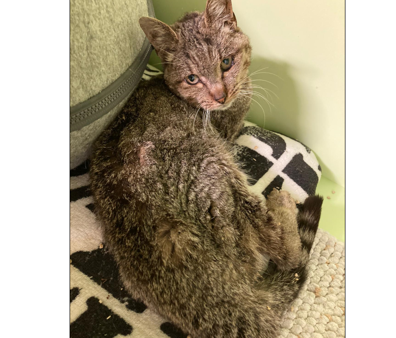 Katze, Innsbruck(09/20)