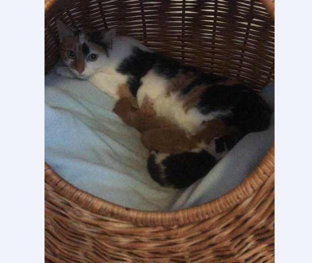 Katze, Innsbruck(09/20)