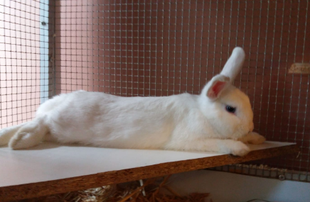 Kaninchen, Zirl(09/20)