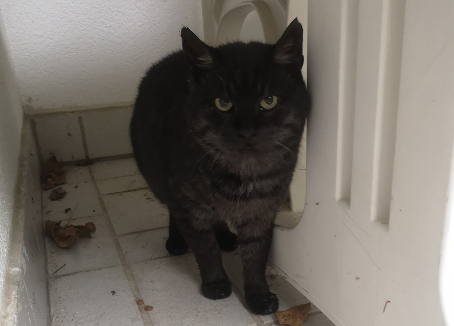 Kater, Götzens(09/20)