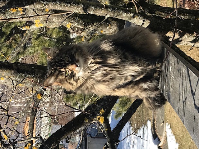 Katze, Innsbruck(09/20)