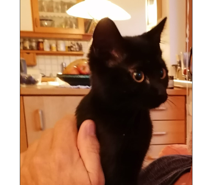 Katze, Aldrans(09/20)