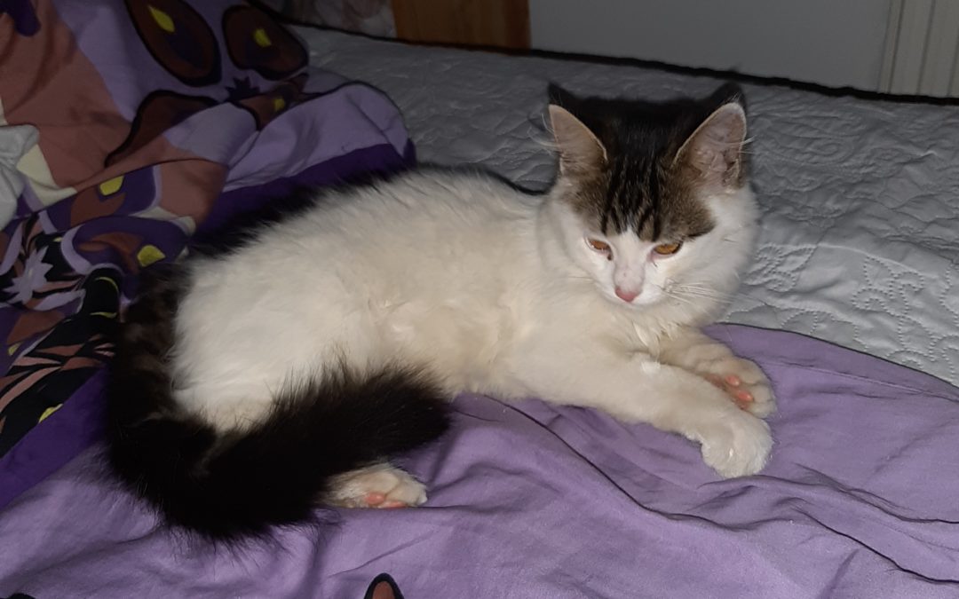 Katze, Ebbs(09/20)