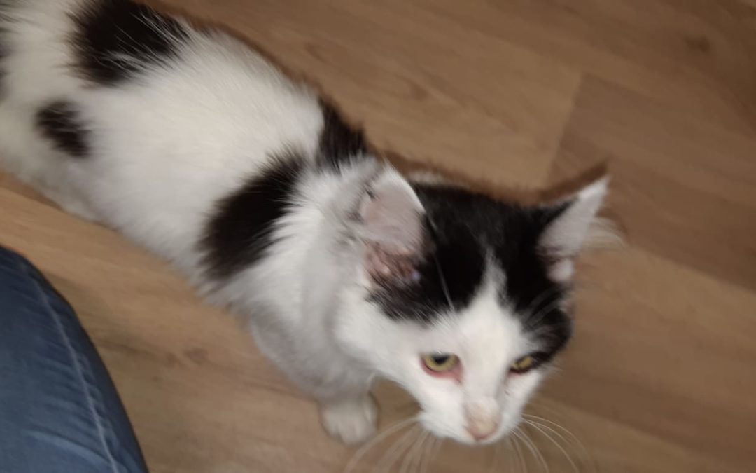 Katze, Hall( 09/20)