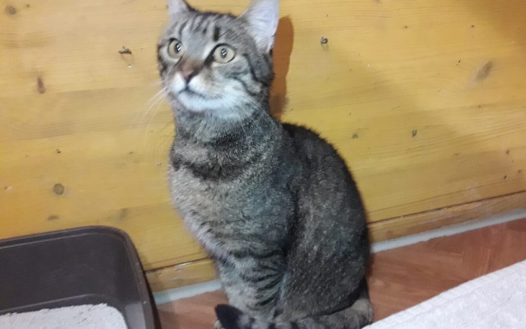 Katze, Kramsach (4/20)