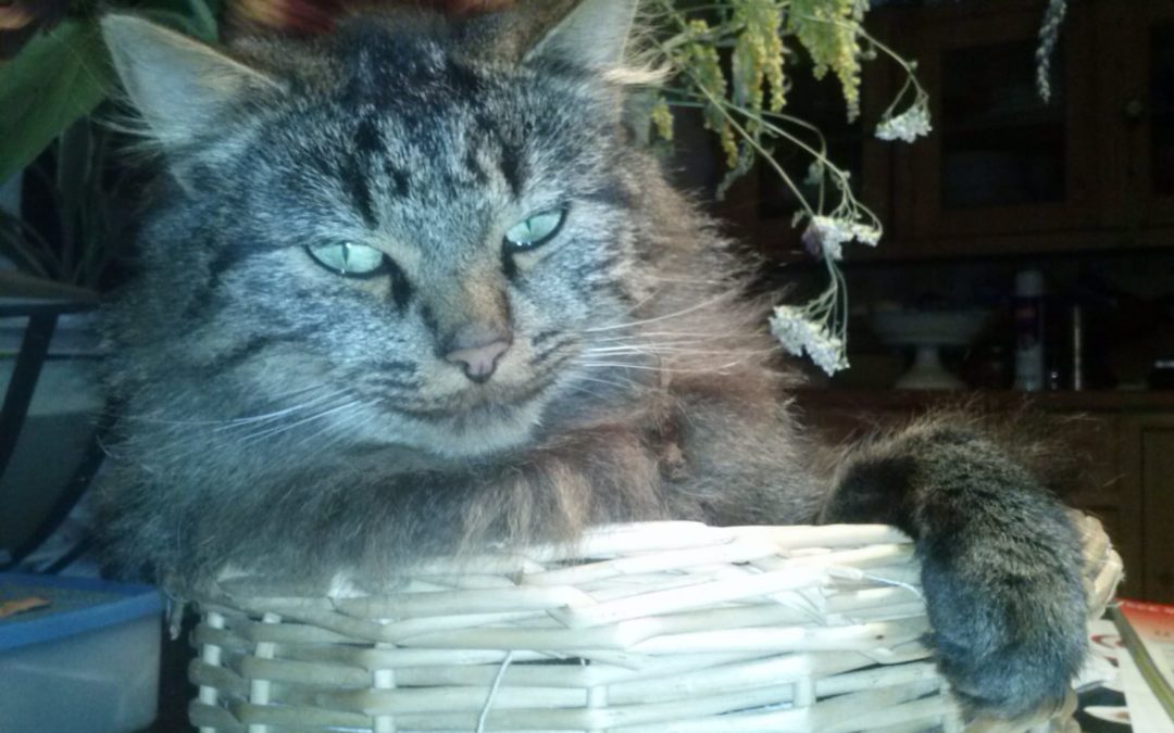 Langhaarkater, Kramsach (9/20)