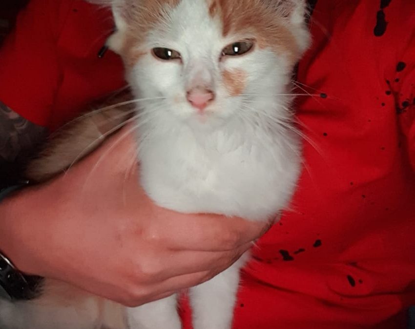 Kater, Langkampfen (9/20)