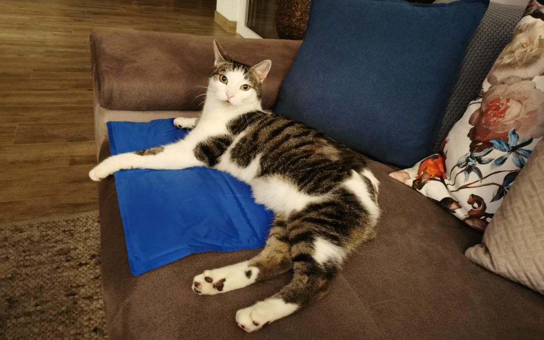 Enzo, Langkampfen (8/20)