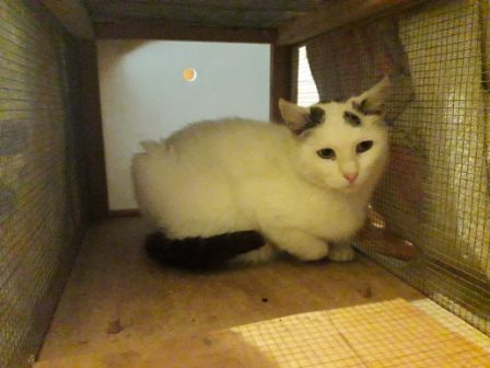 Katze, Oberlangkampfen (9/20)