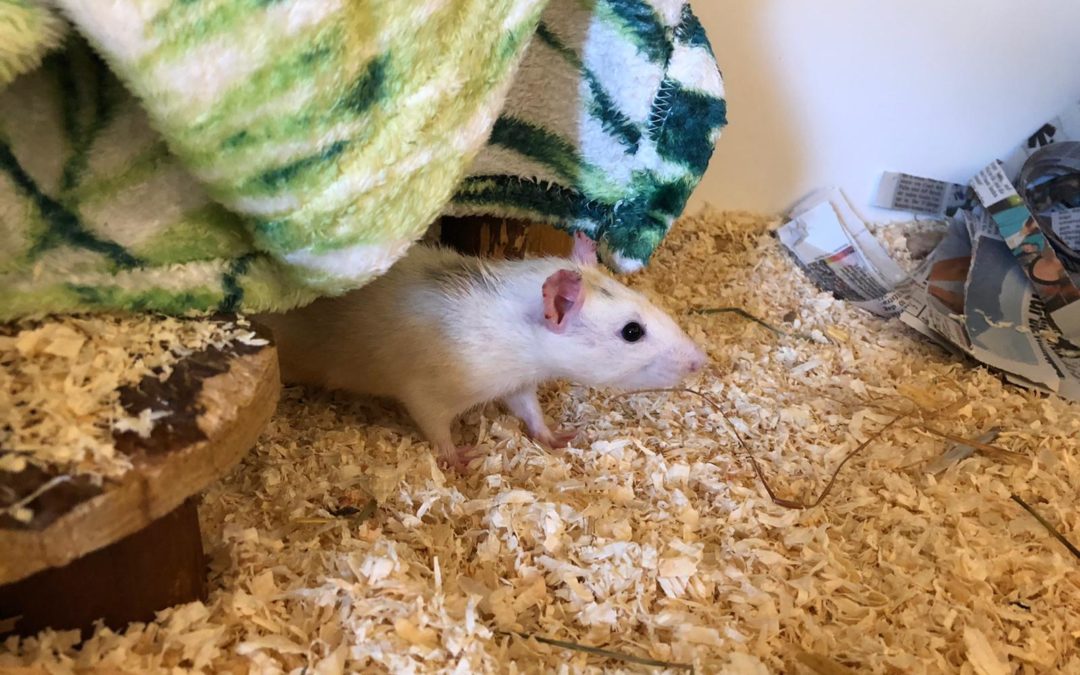 Ratten, Innsbruck(09/20)