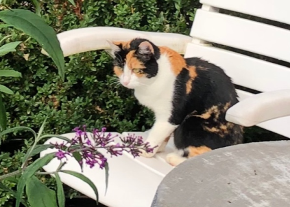 Katze, Rum(09/20)