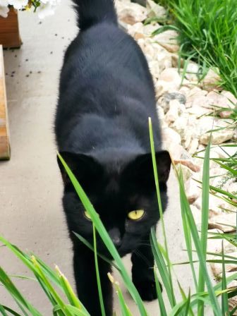 Katze, Schwoich (8/20)