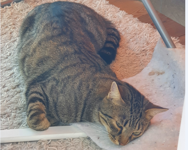 Simba, Innsbruck(09/20)