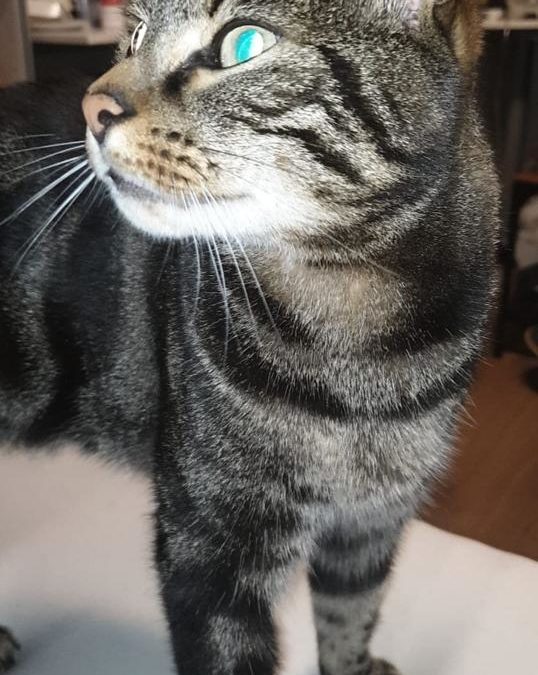 Kater, St. Gertraudi (9/20)