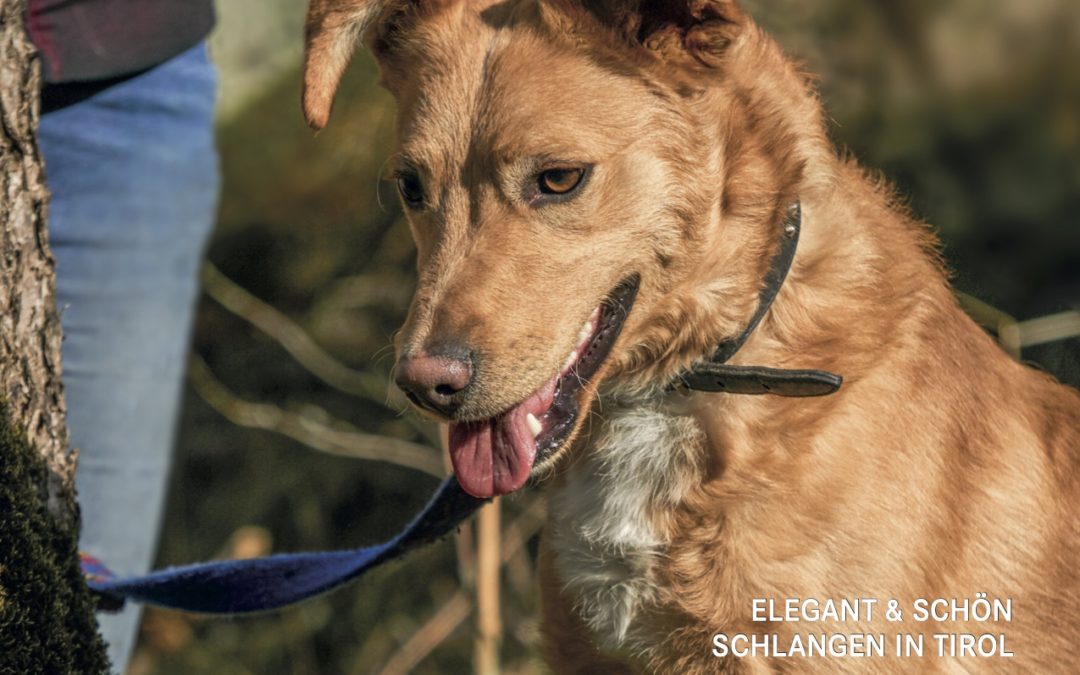 Tierschutzkurier Ausgabe 4/20 ist online