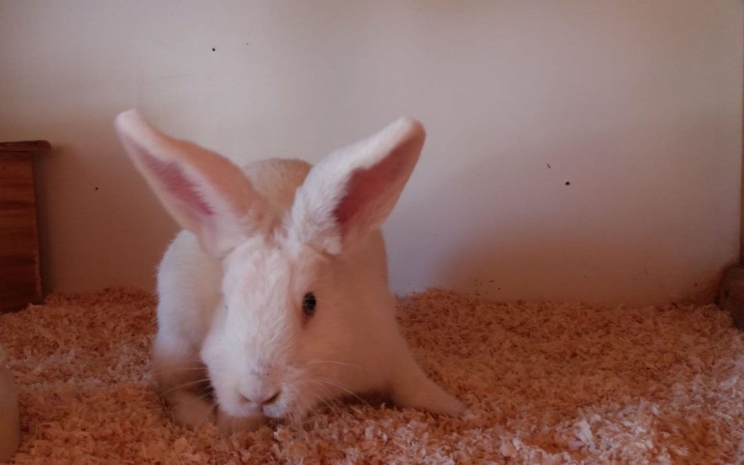 Kaninchen, Thaur(09/20)