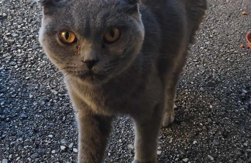 Katze, Vomperberg(09/20)