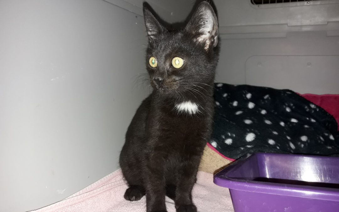 Katze, Wörgl (9/20)