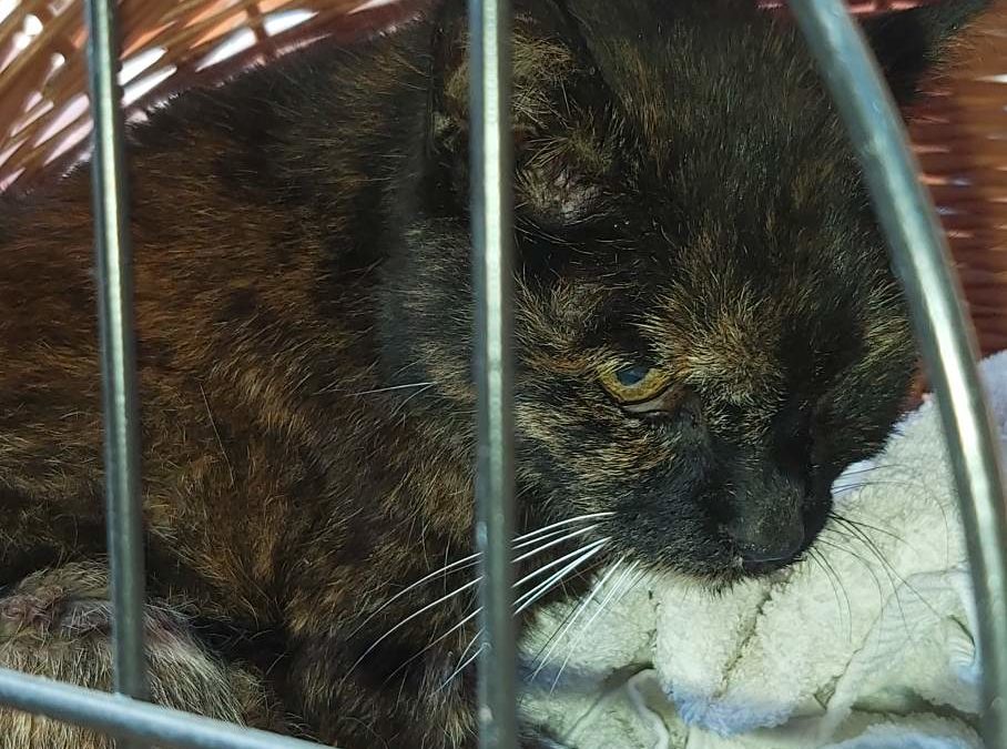 Katze, Wörgl (9/20)
