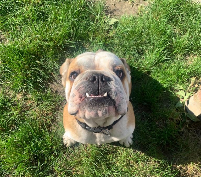 Otto