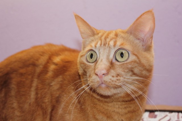 Dori