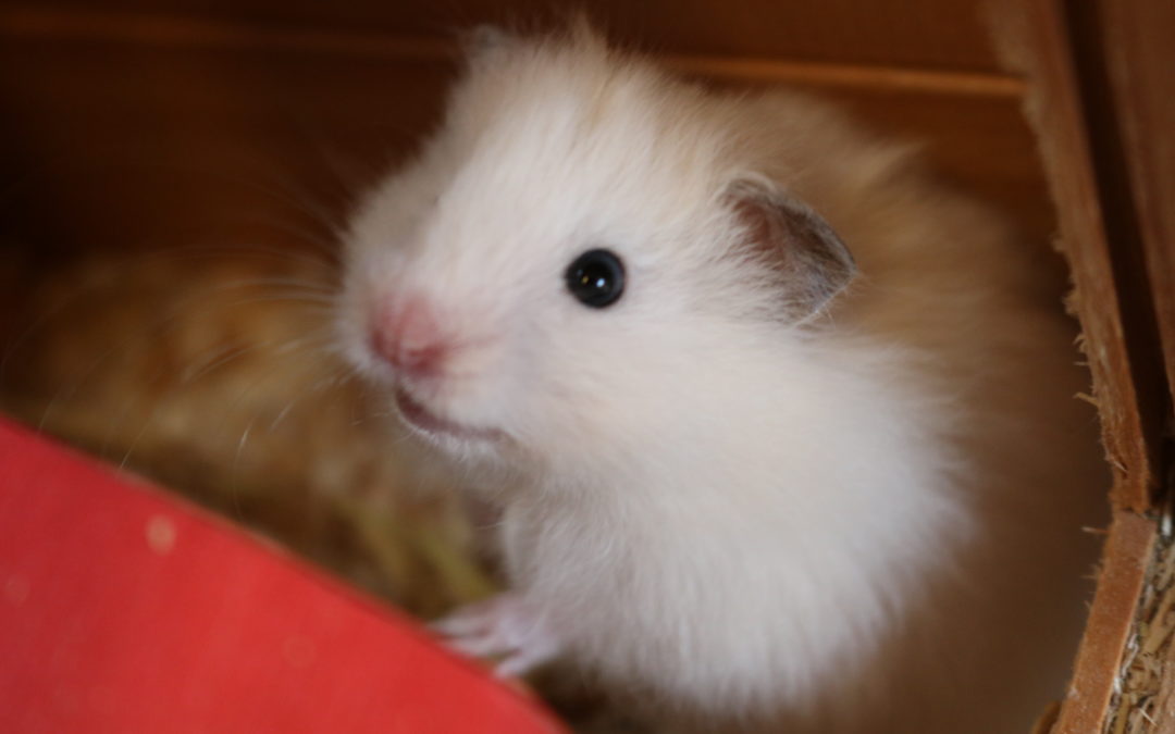 Fluff