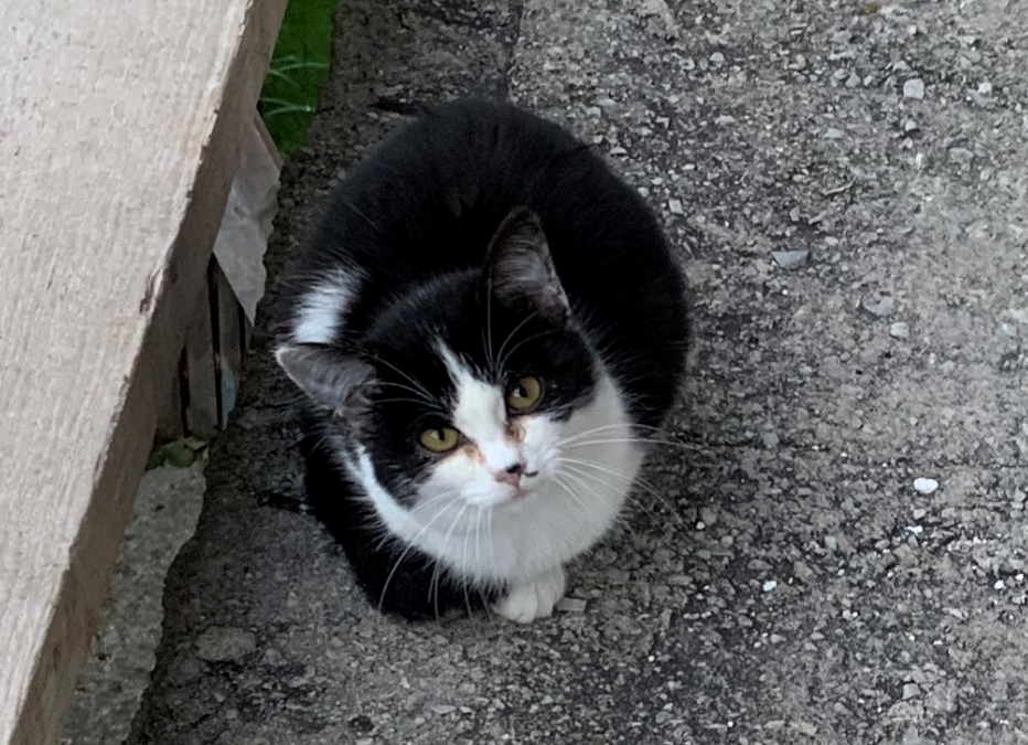 Katze, Ramsau(10/20)