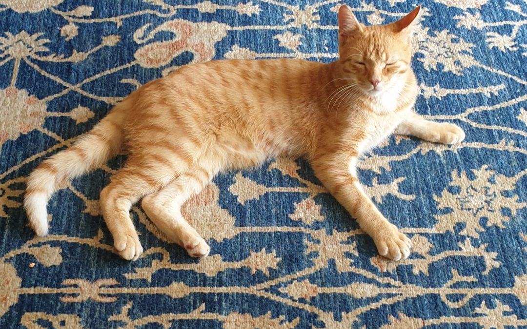 Kater, Kufstein (10/20)