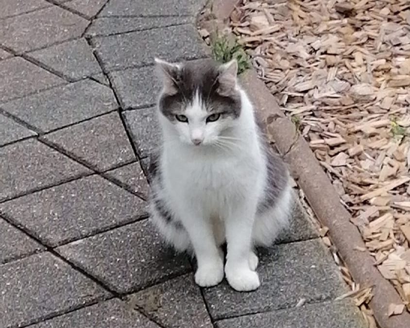 Kater, Langkampfen (10/20)
