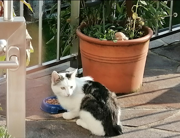 Katze, Langkampfen (10/20)