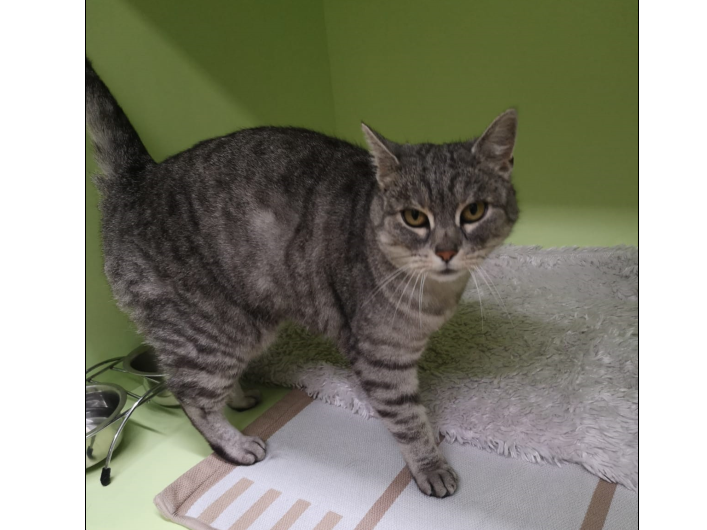 Katze, Mutters(10/20)
