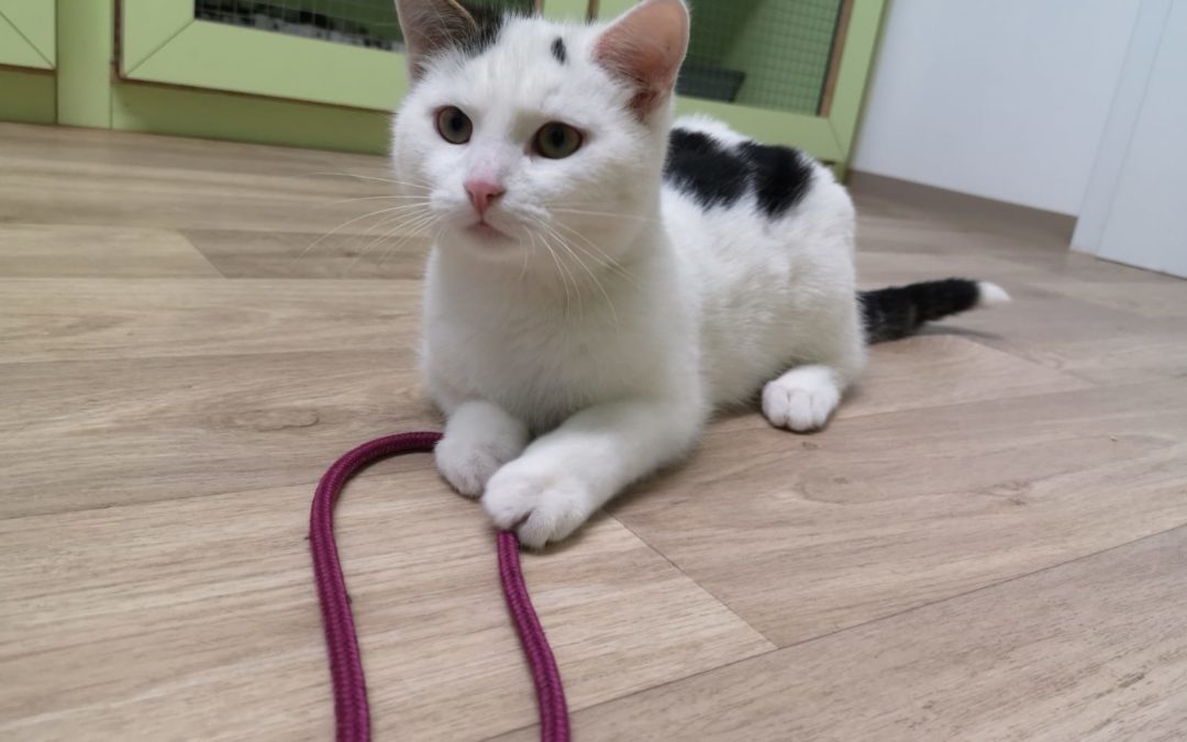 Katze, Roppen(10/20)