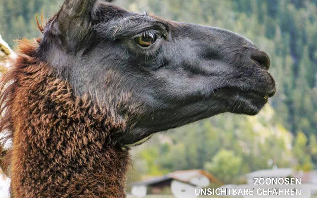 Der Tierschutzkurier Ausgabe 5/20 ist online