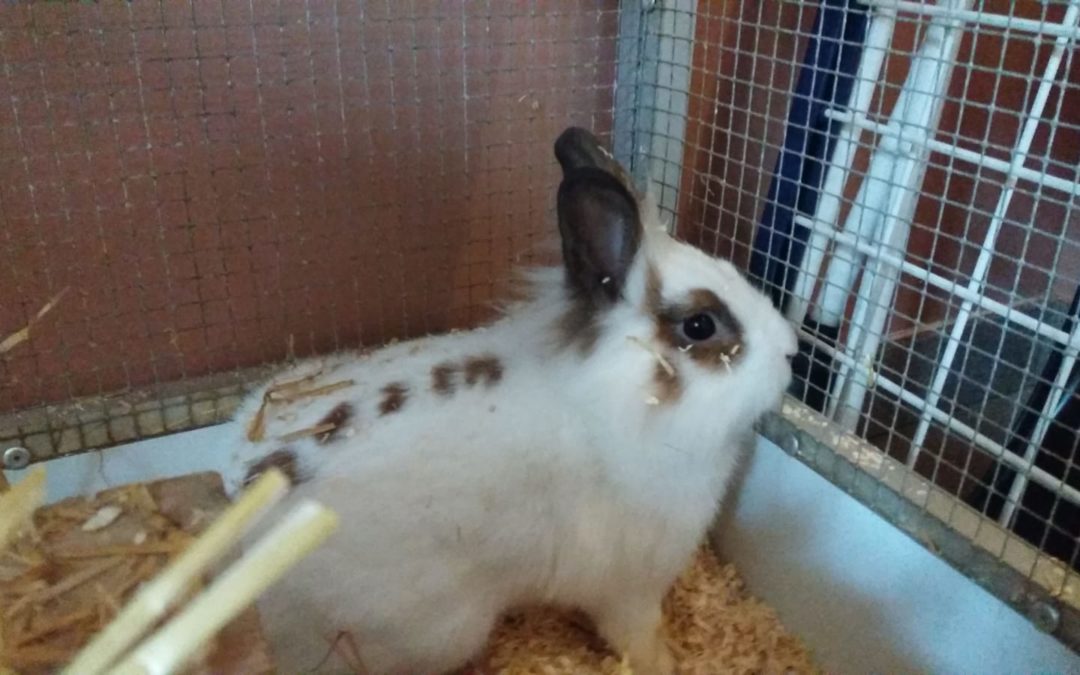Kaninchen, Thaur(10/20)