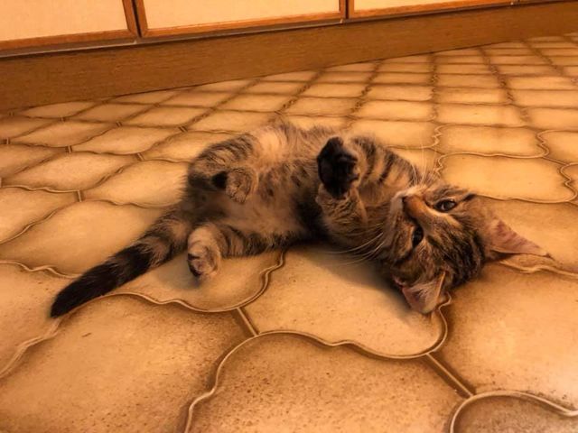 Katze, Vomp(10/20)