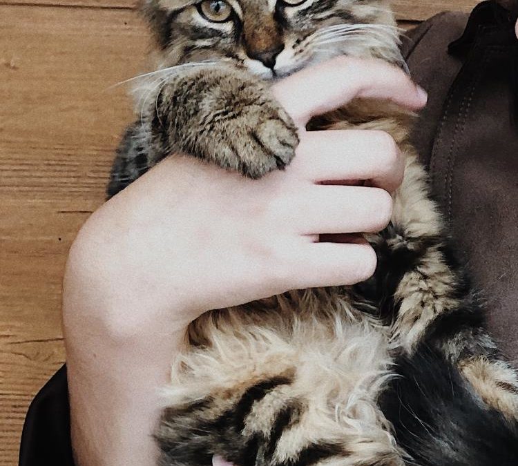 Rocky, Weer (10/20)