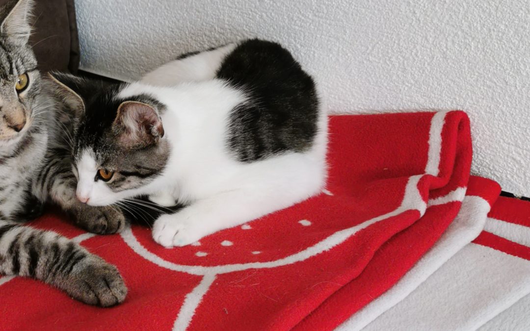 Balu, Bad Häring(11/20)
