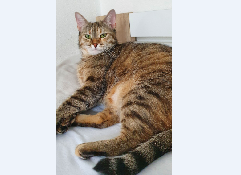 Fluffy, Innsbruck(11/20)