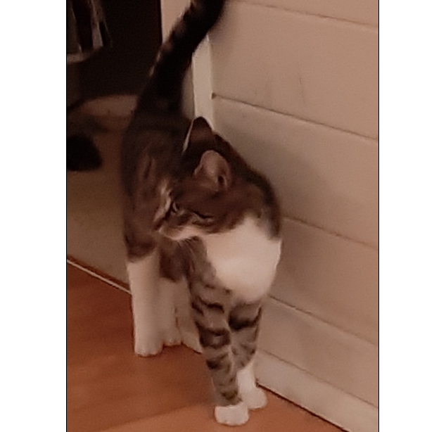 Katze, Innsbruck(11/20)