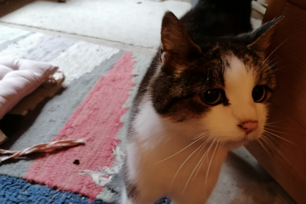 Katze, Scheffau(11/20)