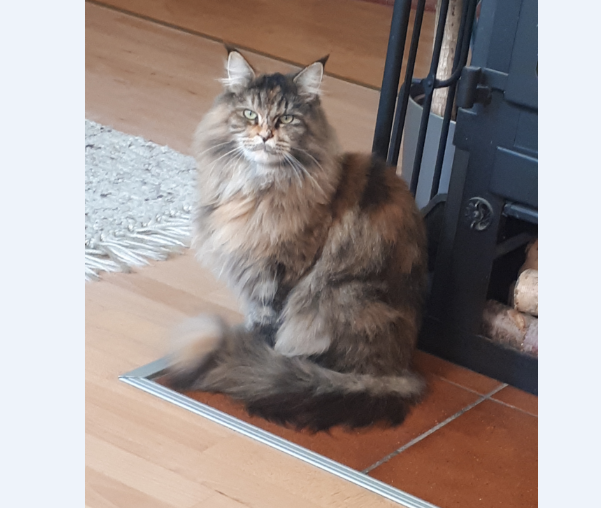 Katze, Innsbruck(11/20)