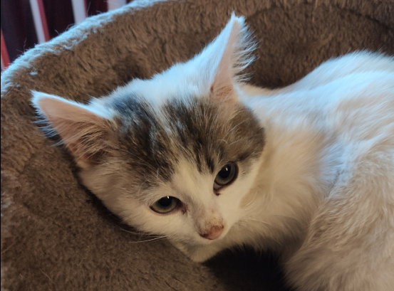 Katze, Westendorf(11/20)