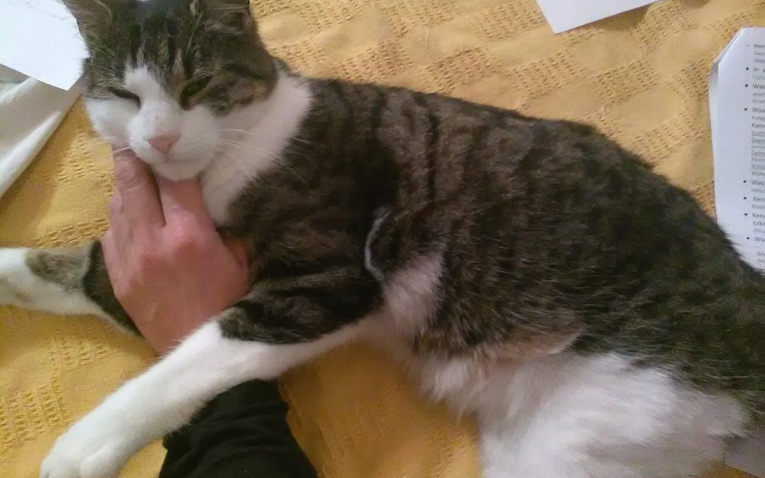 Leo, Innsbruck(11/20)