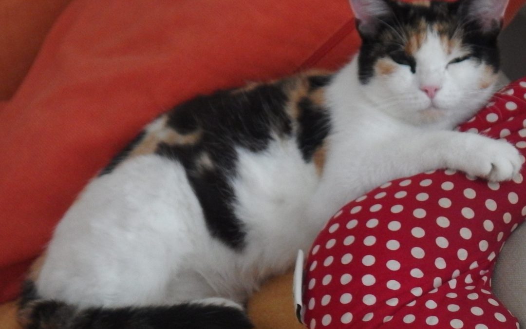 Lilly, Lermoos(11/20)
