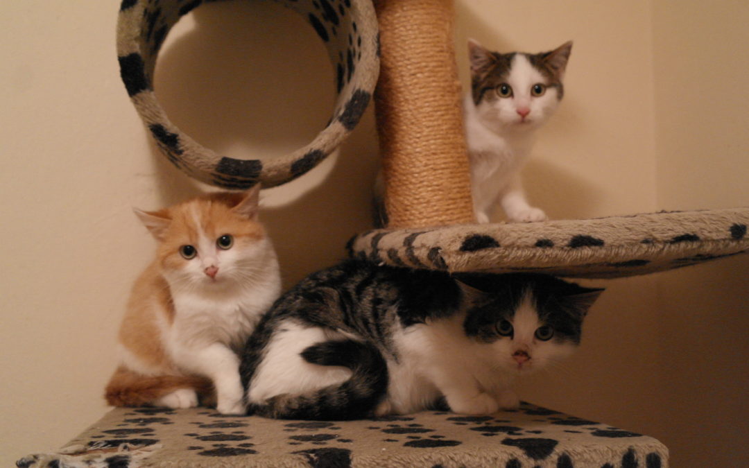 Sindbad, Smartie & Smiley